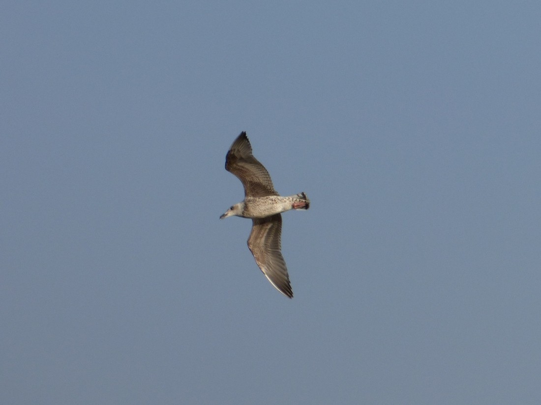 Great Black-backed Gull - ML626083267