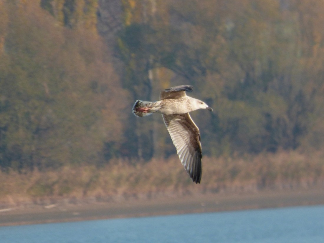 Great Black-backed Gull - ML626083272