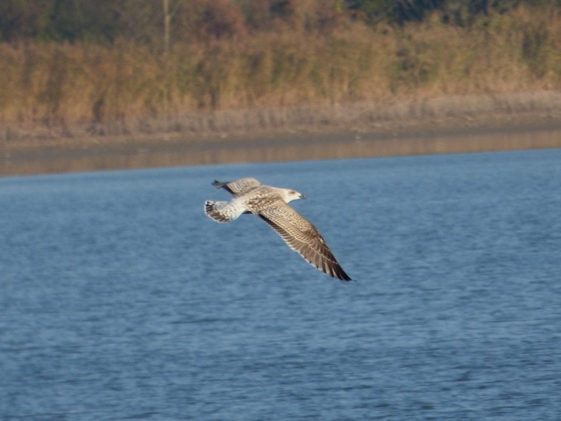 Great Black-backed Gull - ML626083277