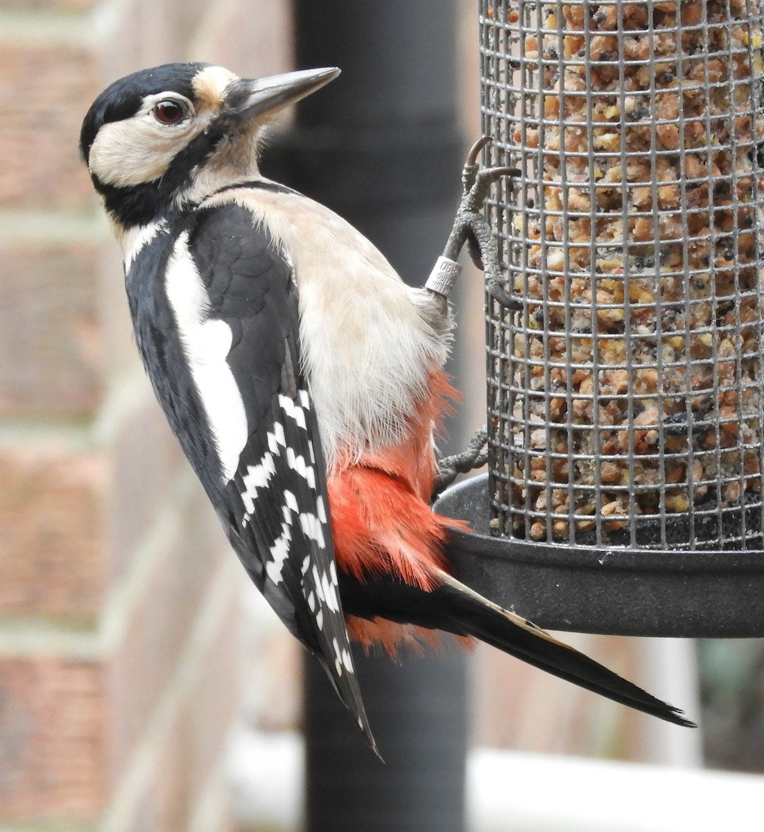 Great Spotted Woodpecker - ML626083283