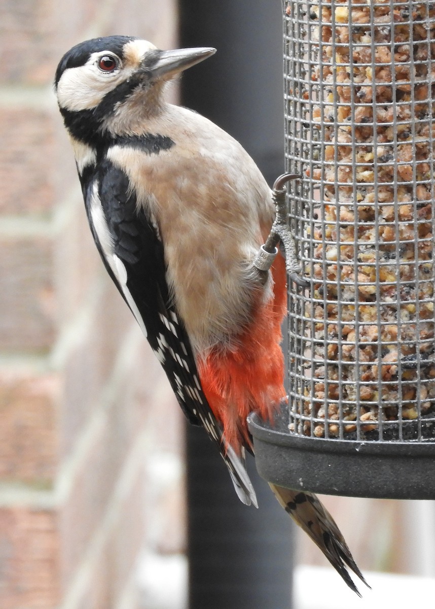 Great Spotted Woodpecker - ML626083284