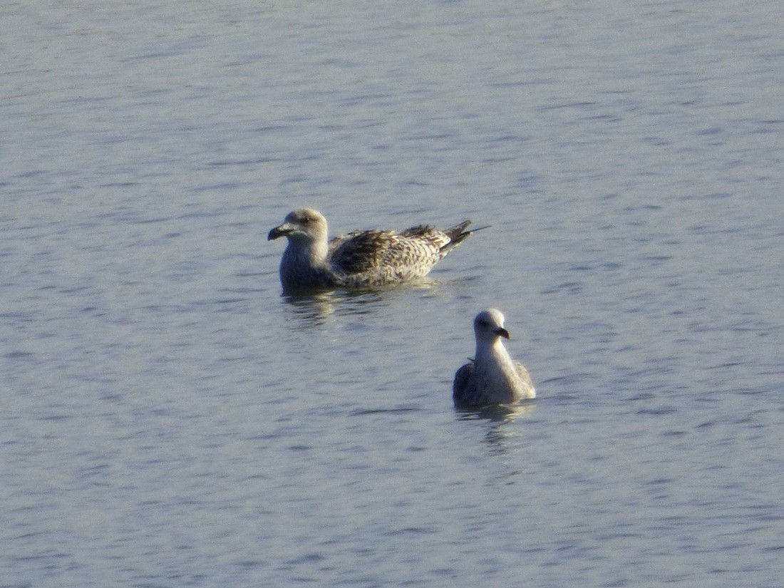 Great Black-backed Gull - ML626083285