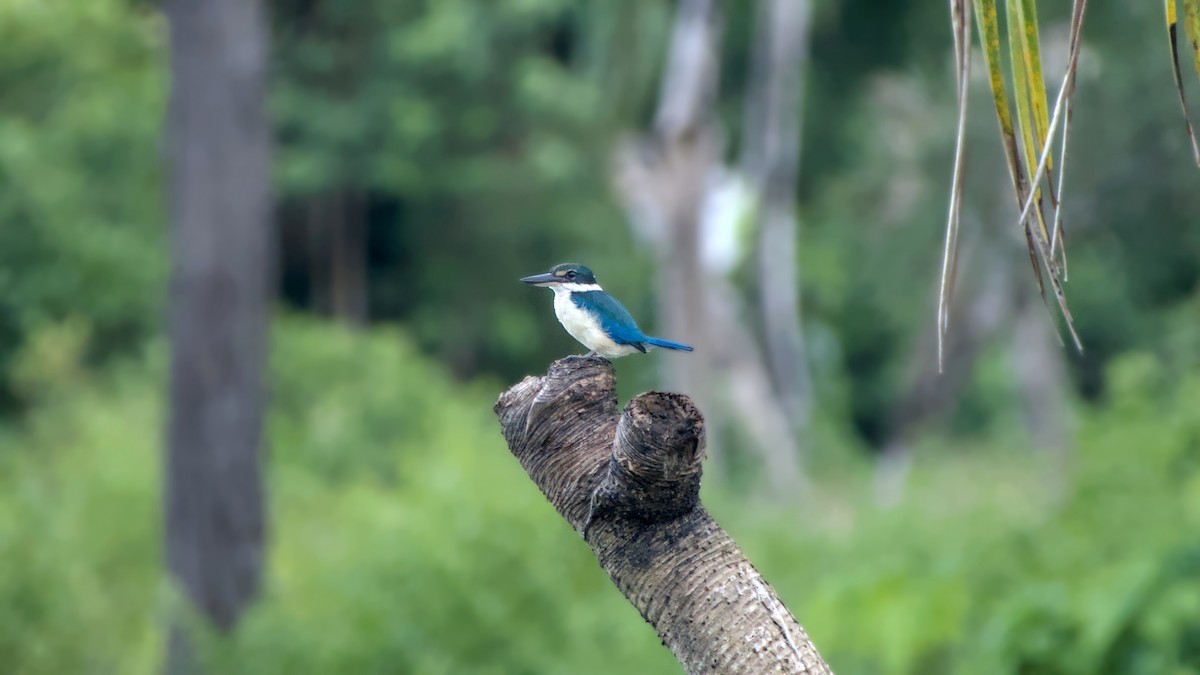 Collared Kingfisher - ML626083315