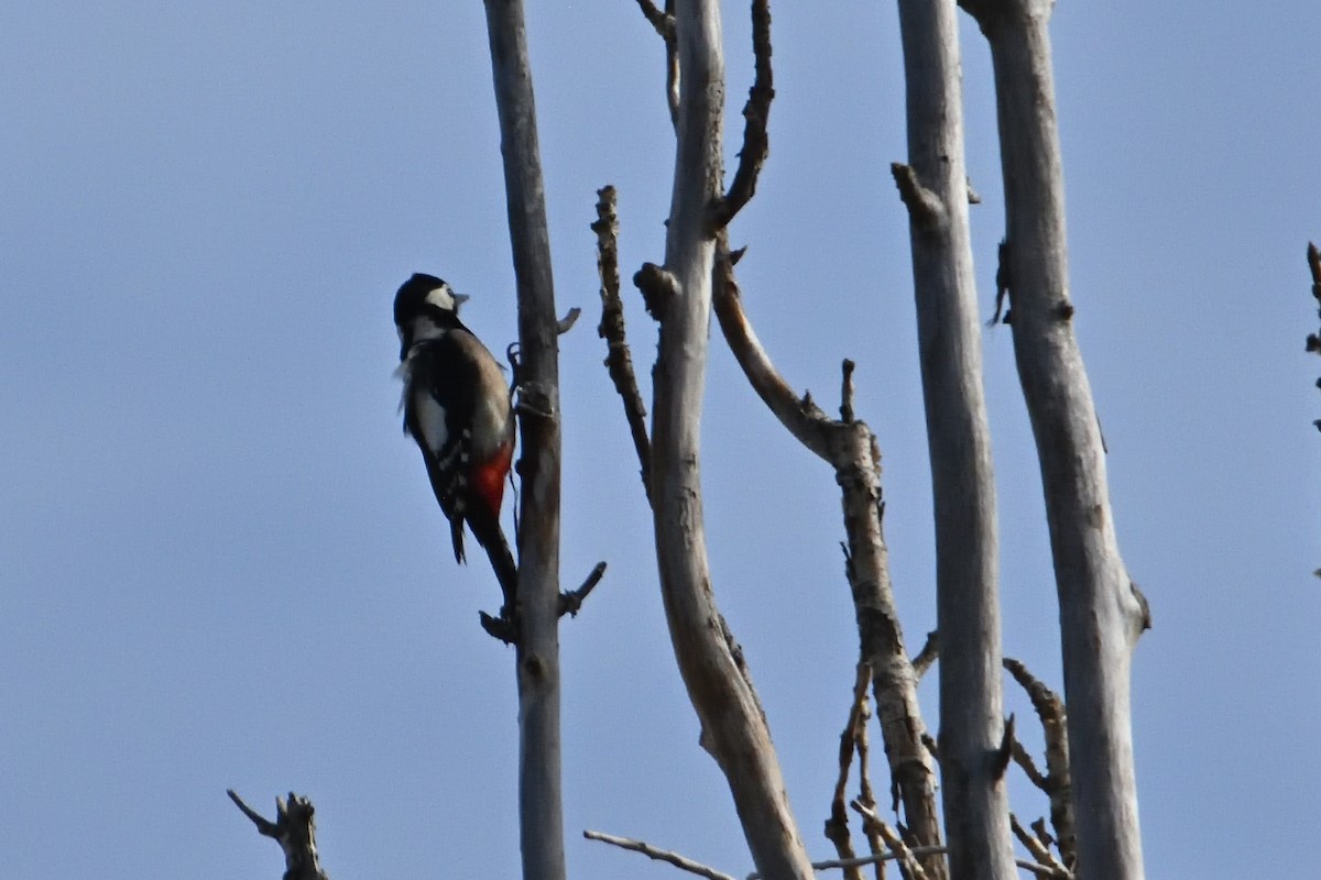 Great Spotted Woodpecker - ML626083343