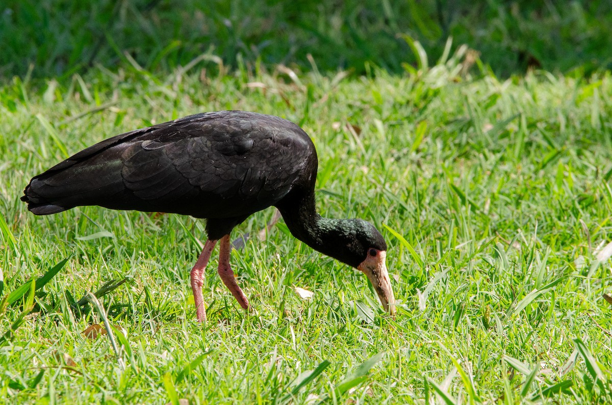 Bare-faced Ibis - ML626083380