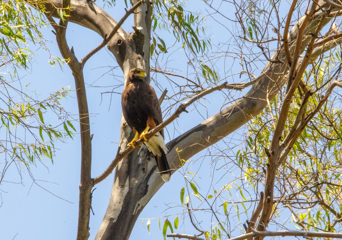 Harris's Hawk - ML626083391