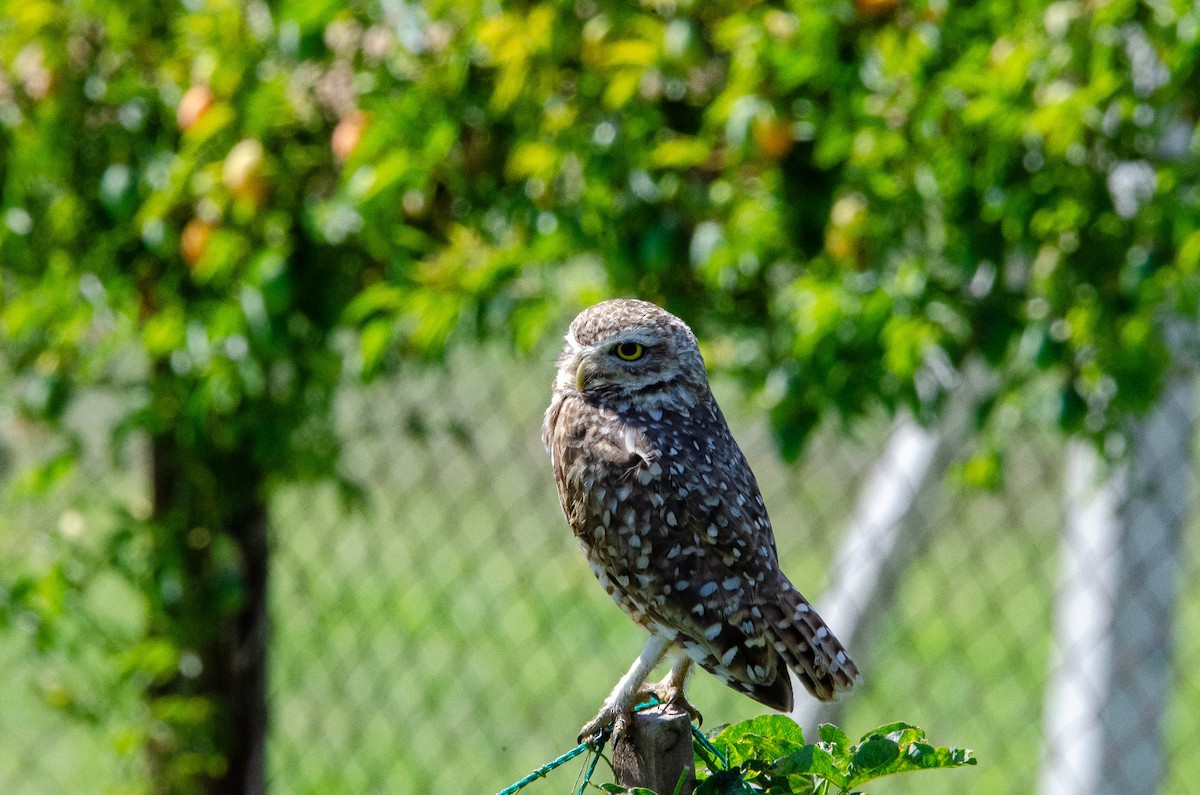 Burrowing Owl - ML626083394
