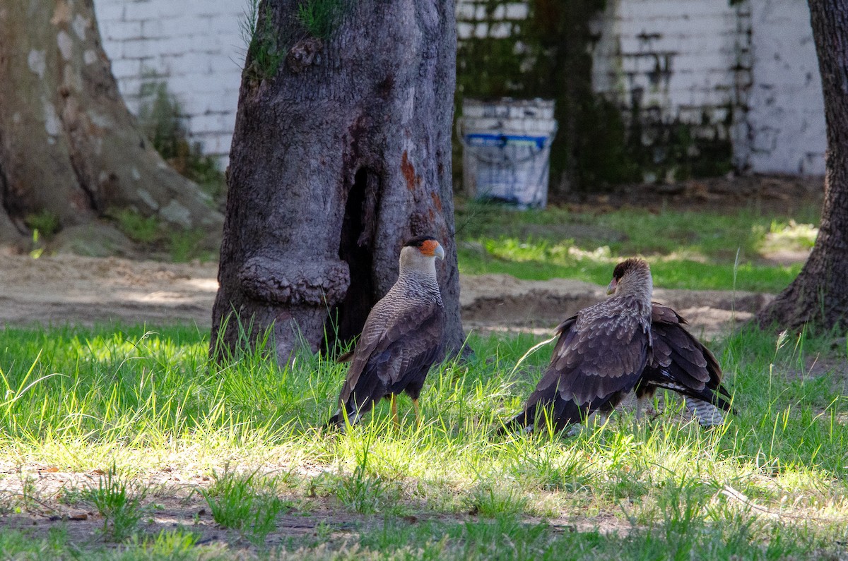 Crested Caracara - ML626083402