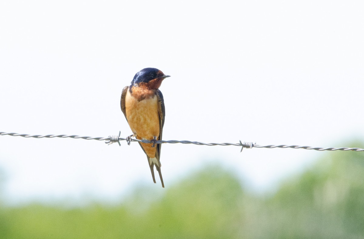 Barn Swallow - ML626083416