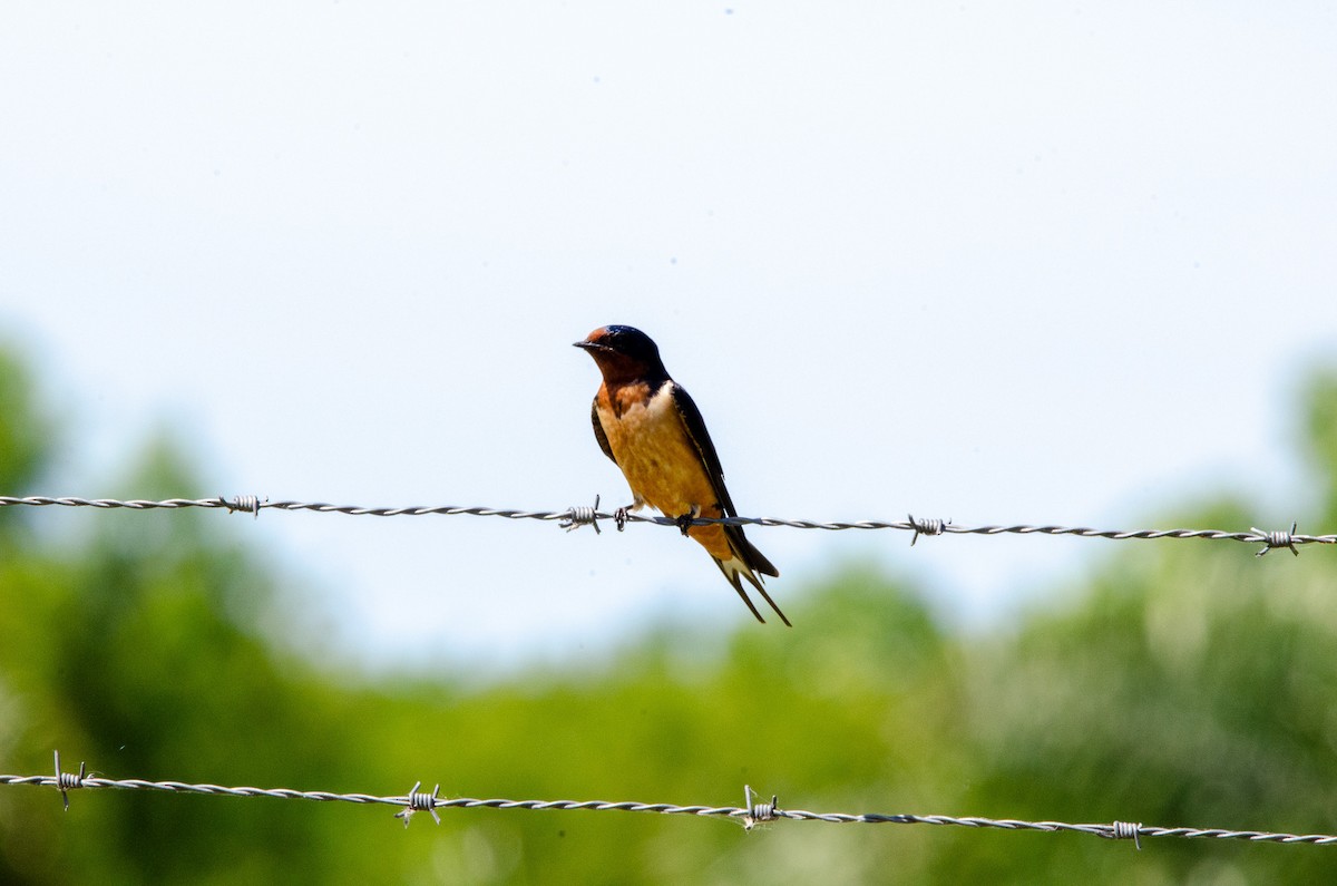 Barn Swallow - ML626083417