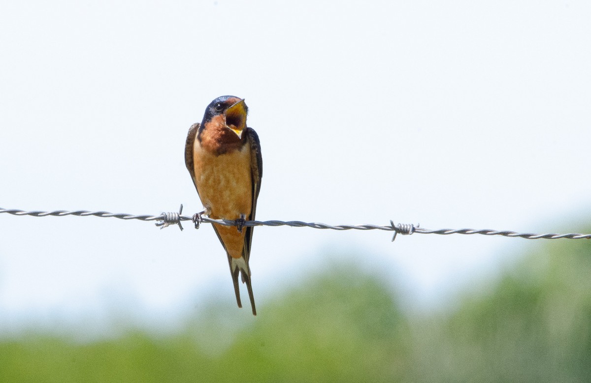 Barn Swallow - ML626083418