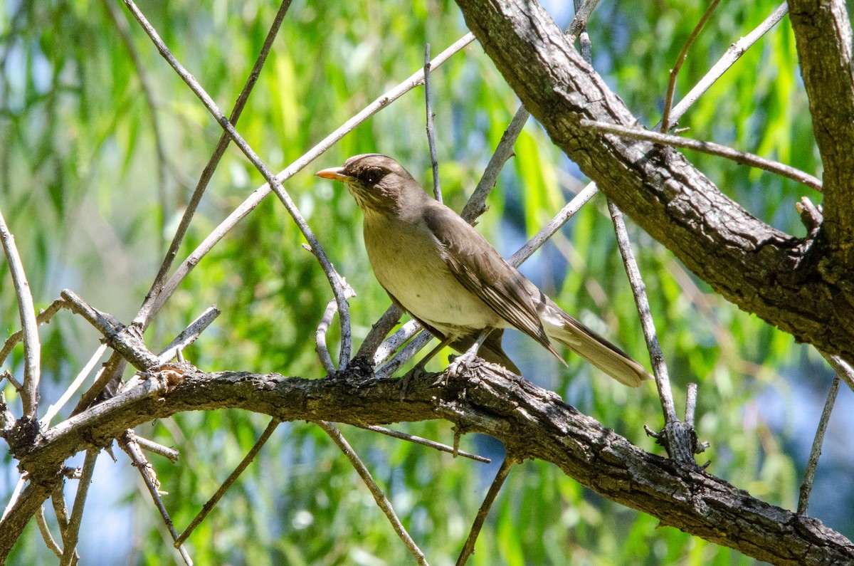 Creamy-bellied Thrush - ML626083433