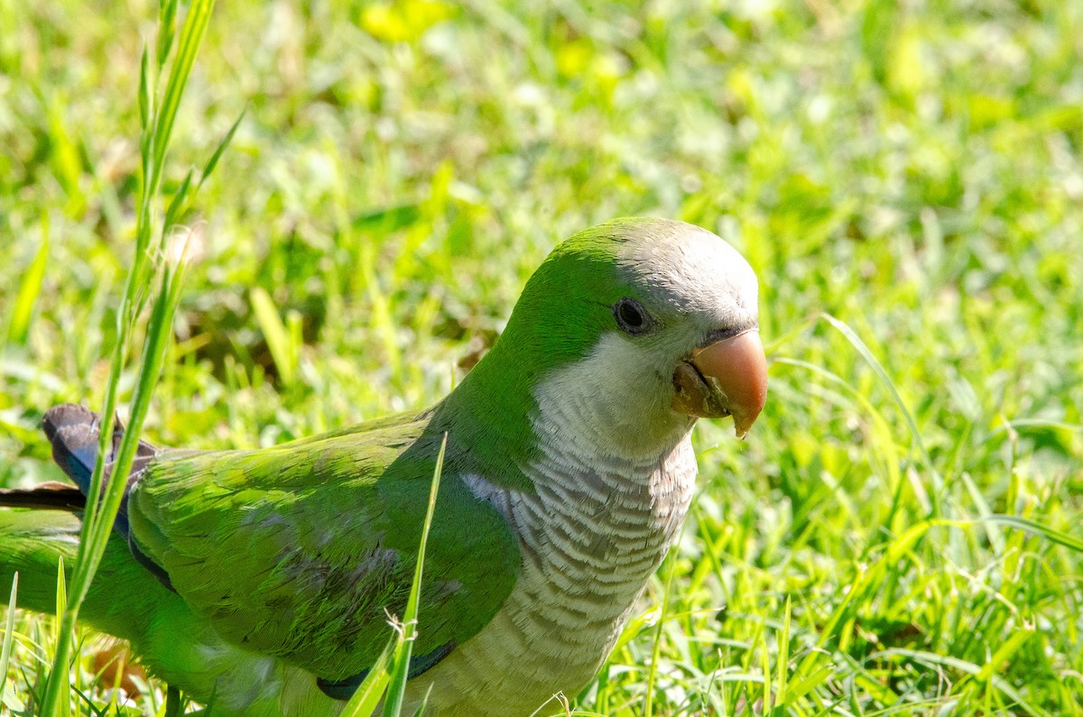 Monk Parakeet - ML626083467