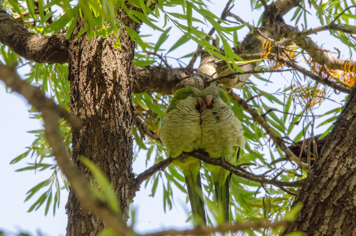 Monk Parakeet - ML626083468