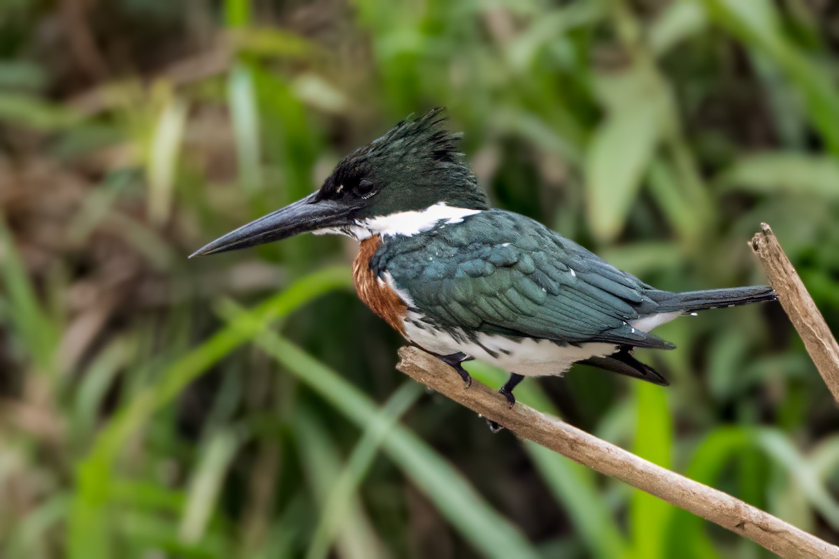 Amazon Kingfisher - ML626083471