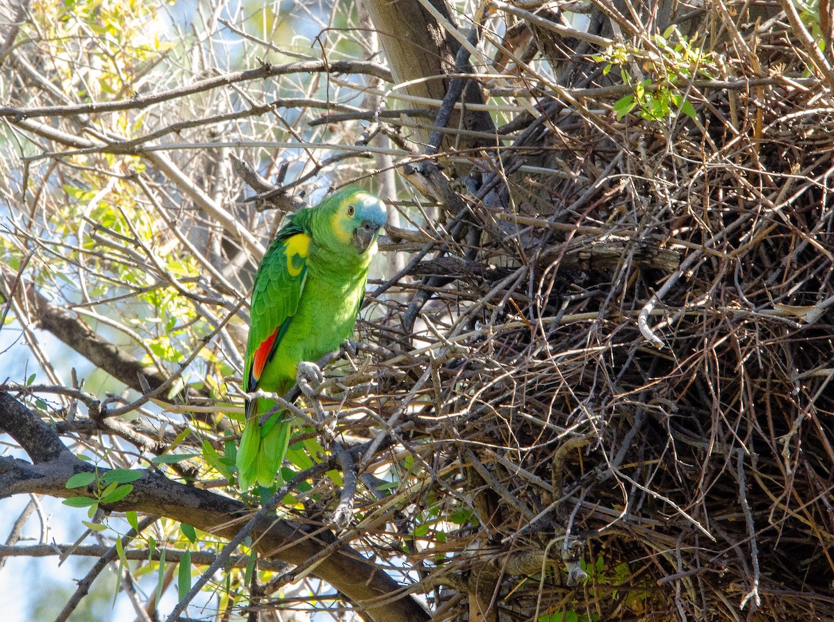 Turquoise-fronted Amazon - ML626083478