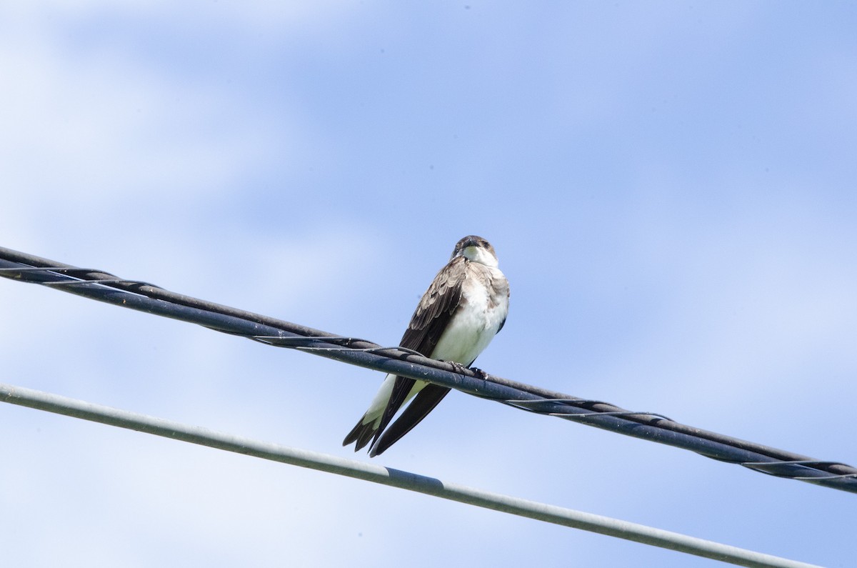 Brown-chested Martin - ML626083484