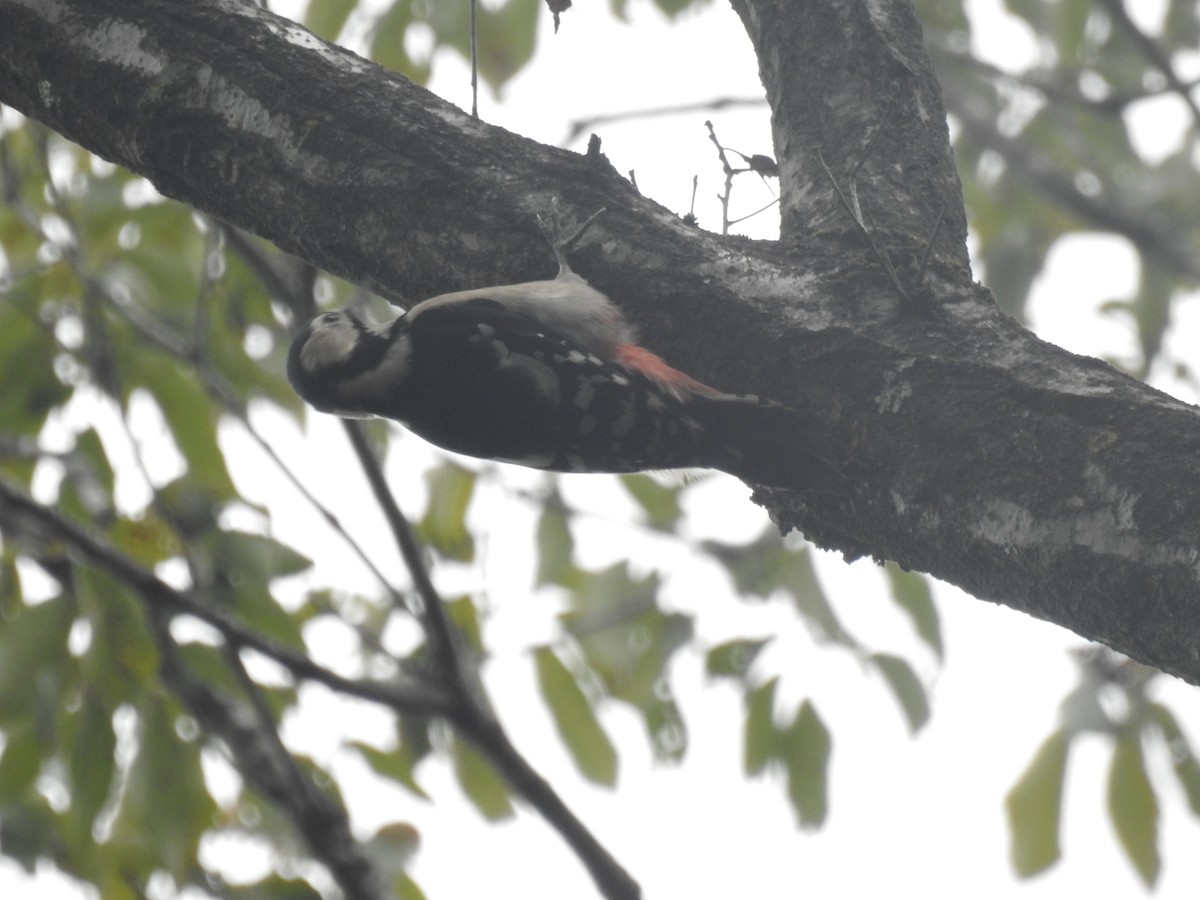 Great Spotted Woodpecker - ML626083496