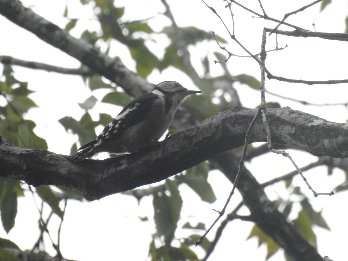 Great Spotted Woodpecker - ML626083509