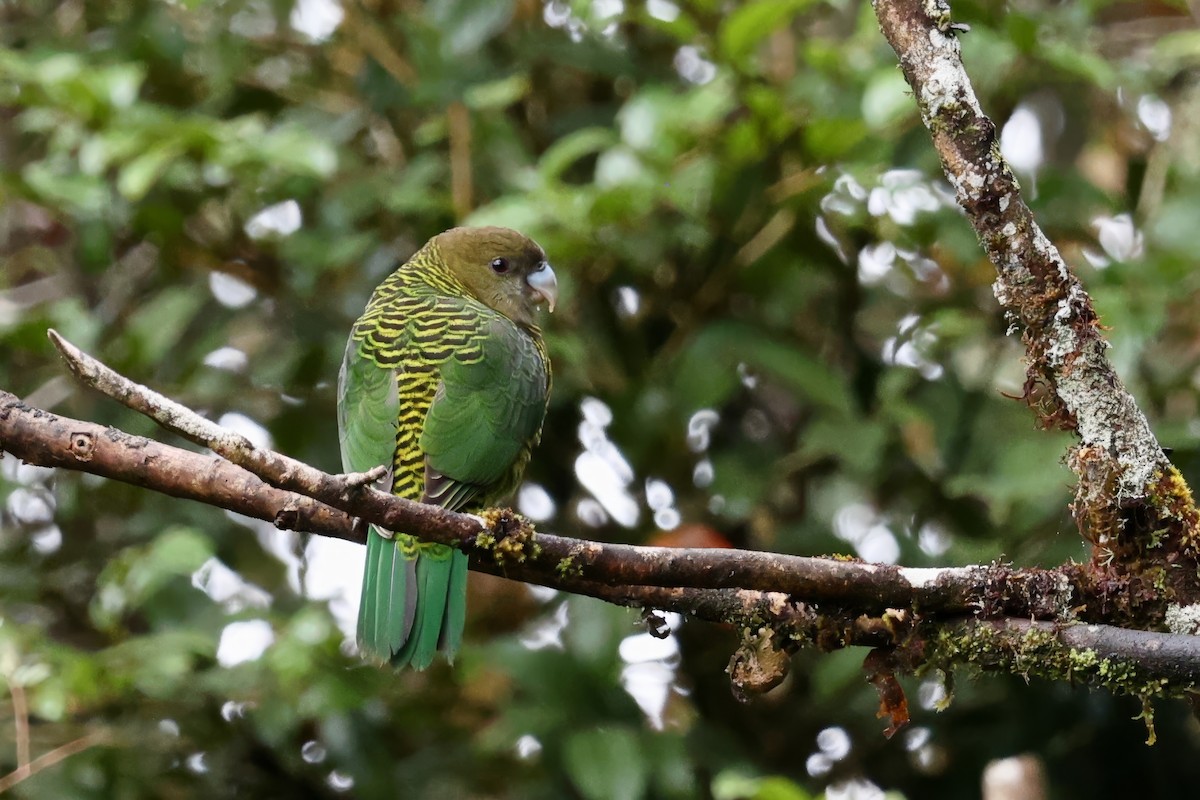 Brehm's Tiger-Parrot - ML626083566