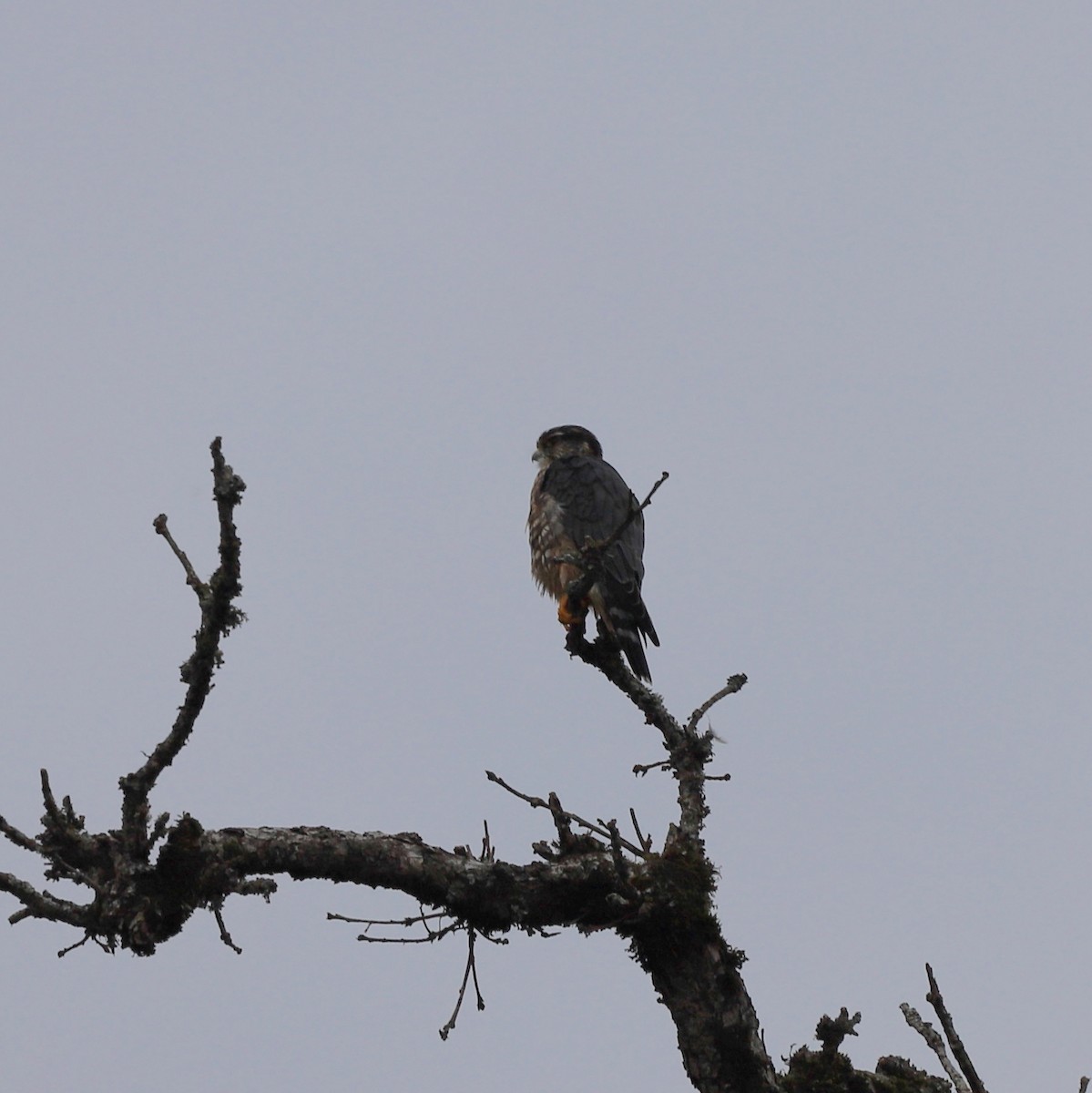 Faucon émerillon (columbarius) - ML626083601