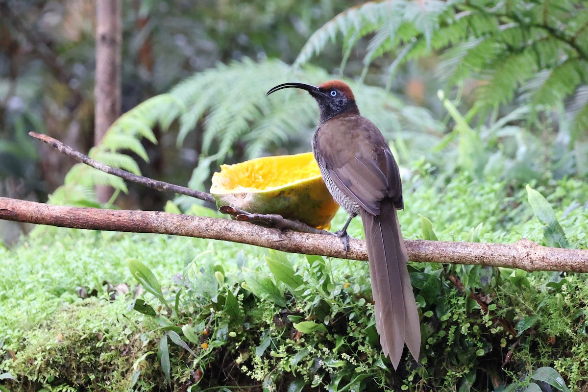 Brown Sicklebill - ML626083602