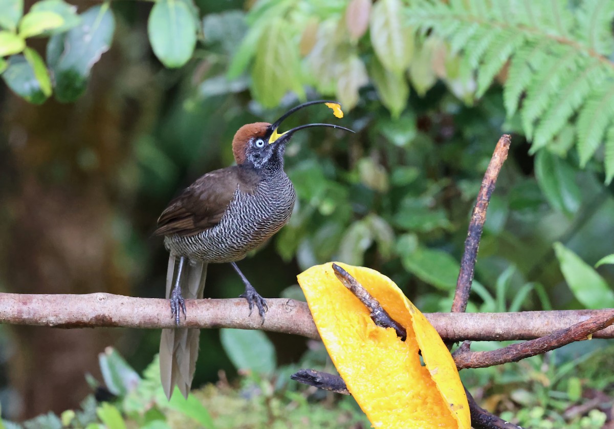 Brown Sicklebill - ML626083638