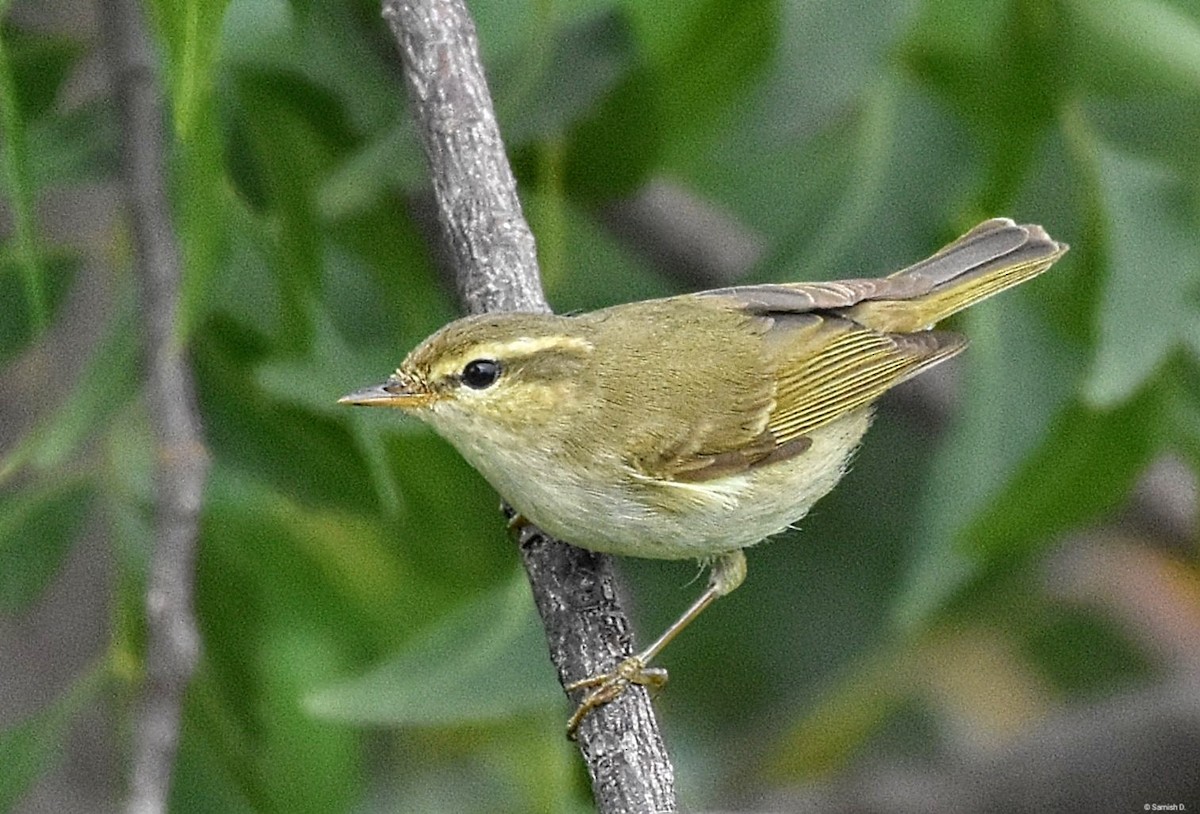 ミドリムシクイ - ML626083639