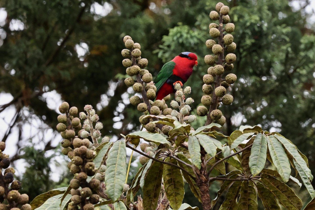 Stella's Lorikeet - ML626083719