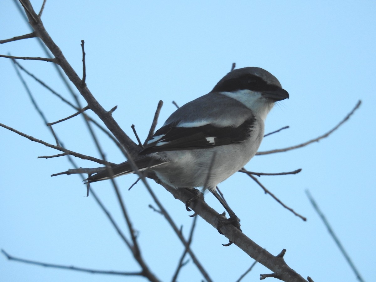 Loggerhead Shrike - ML626083820