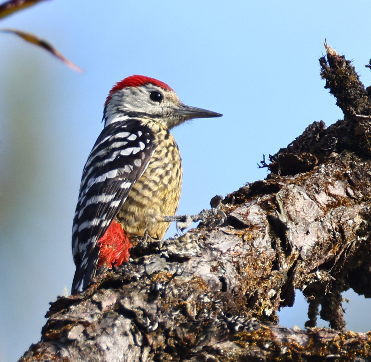 Stripe-breasted Woodpecker - ML626083895