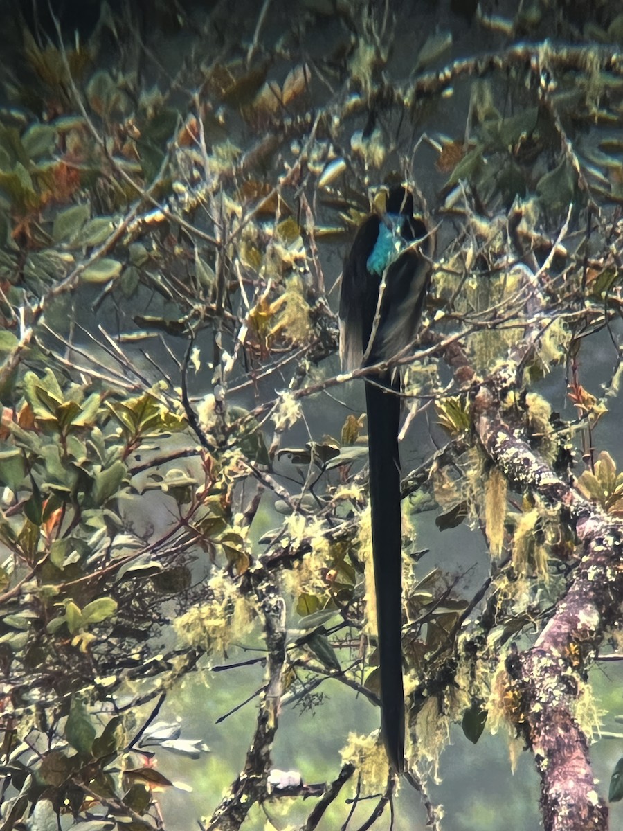 Brown Sicklebill - ML626084070