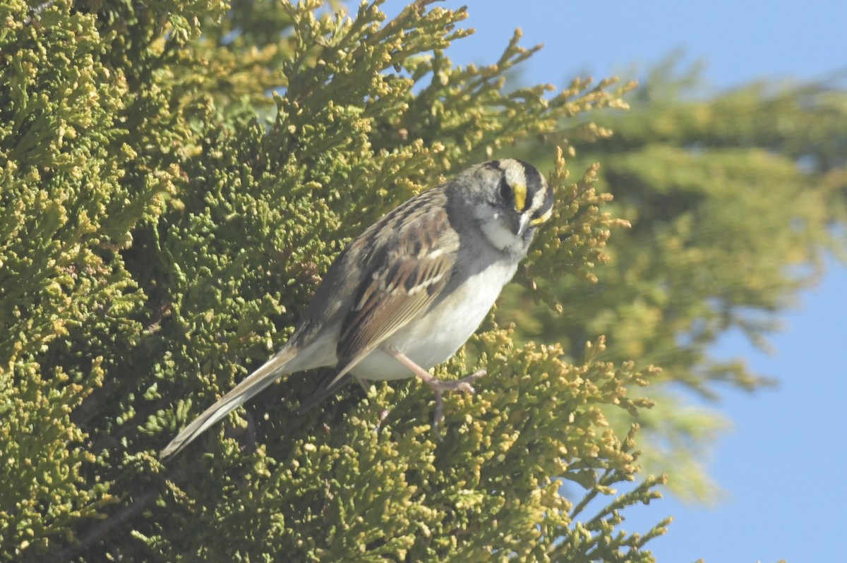 White-throated Sparrow - ML626084182