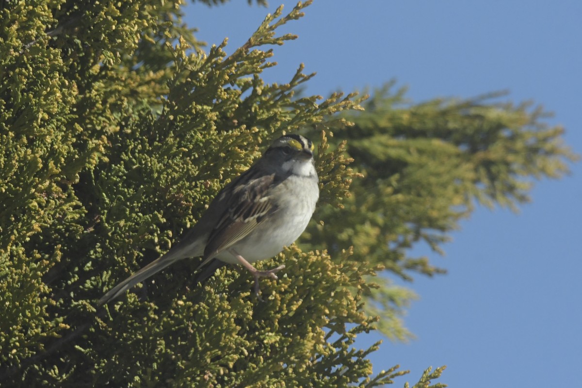 White-throated Sparrow - ML626084183