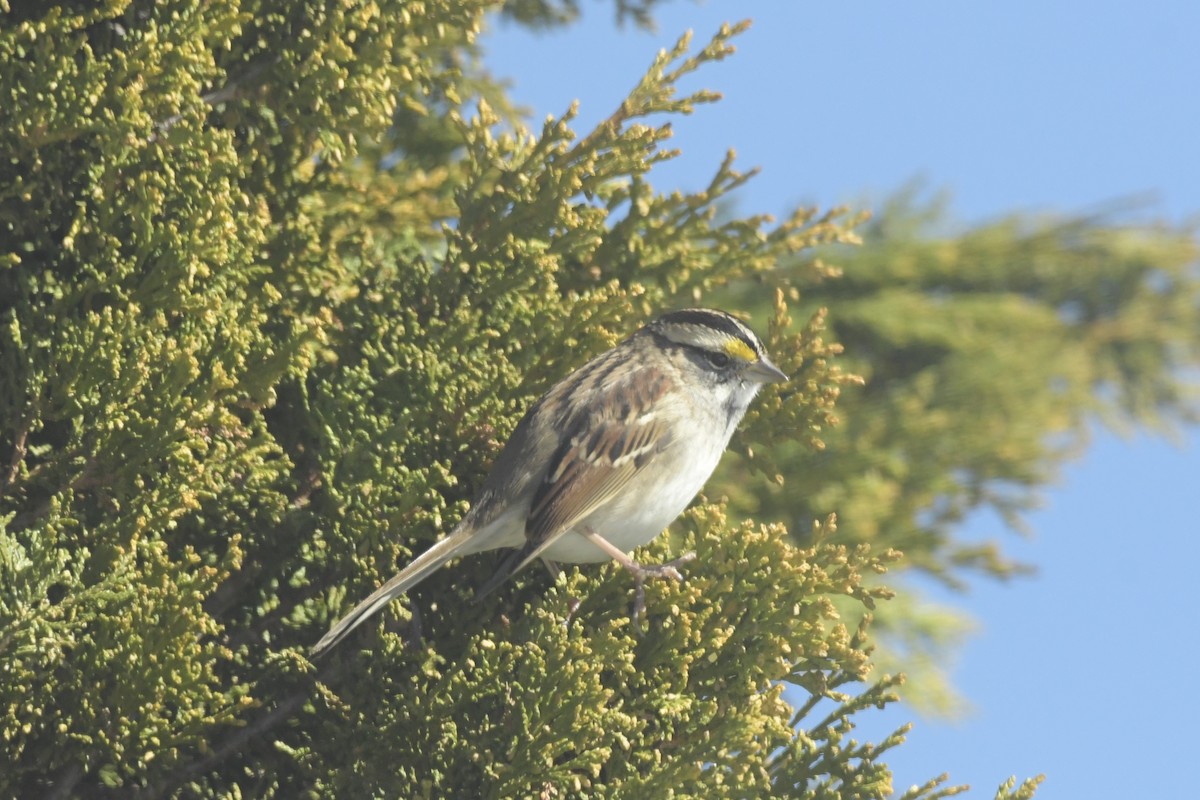 White-throated Sparrow - ML626084184
