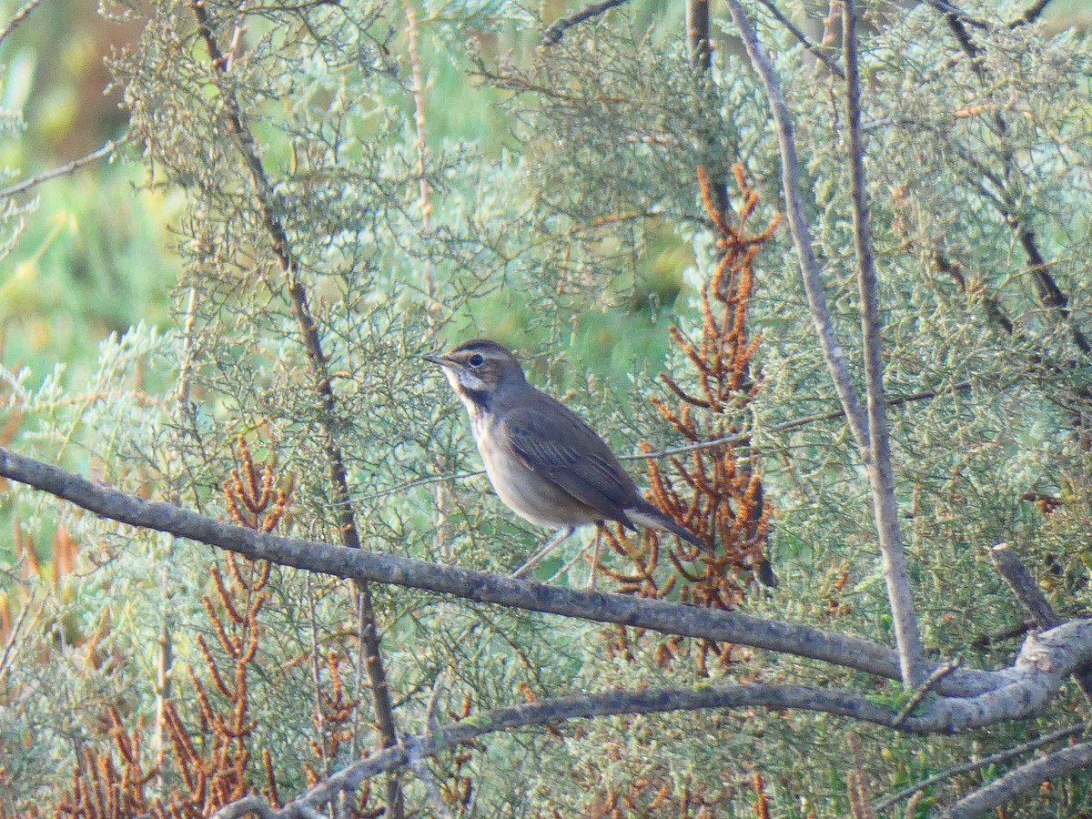 Blaukehlchen - ML626084190