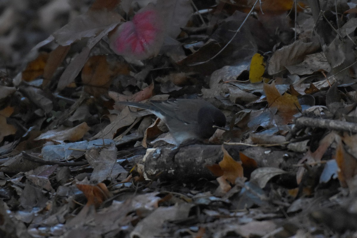 Junco Ojioscuro (cismontanus) - ML626084279