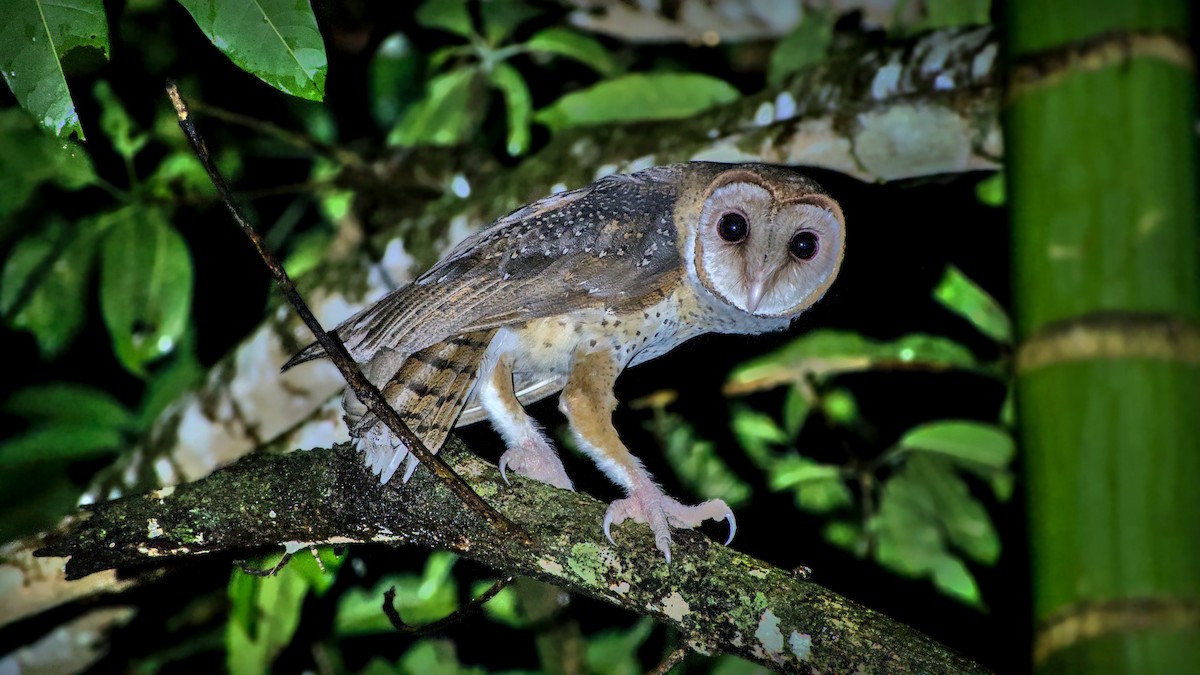 Andaman Masked-Owl - ML626084333