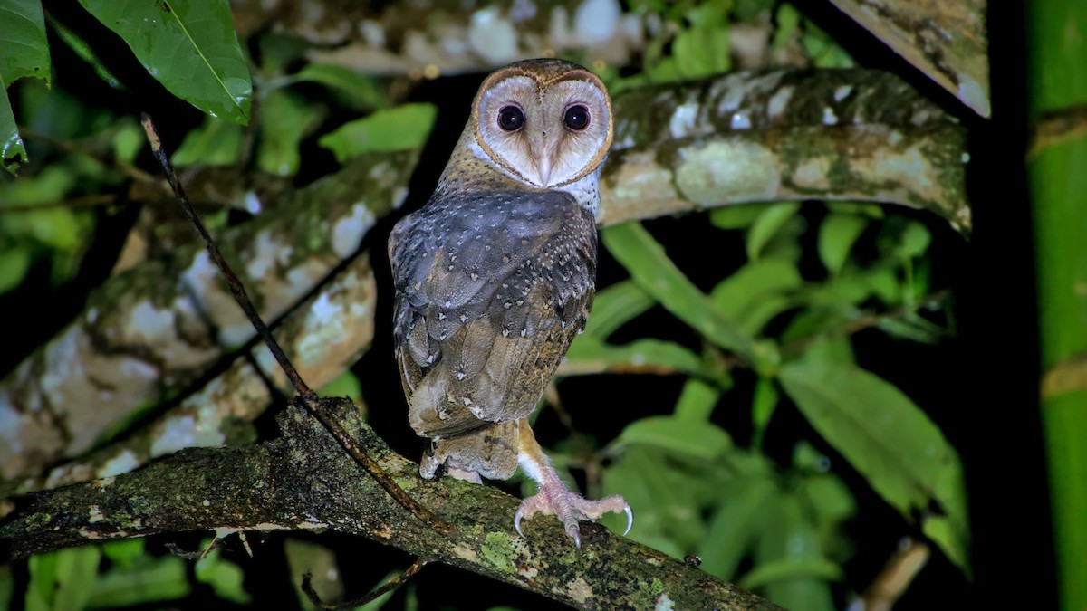 Andaman Masked-Owl - ML626084334