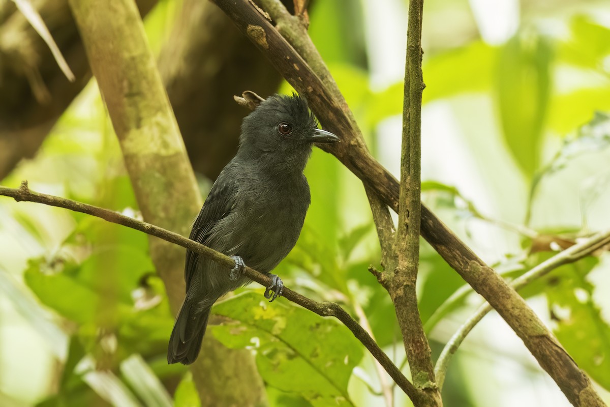 White-shouldered Antshrike - ML626084388