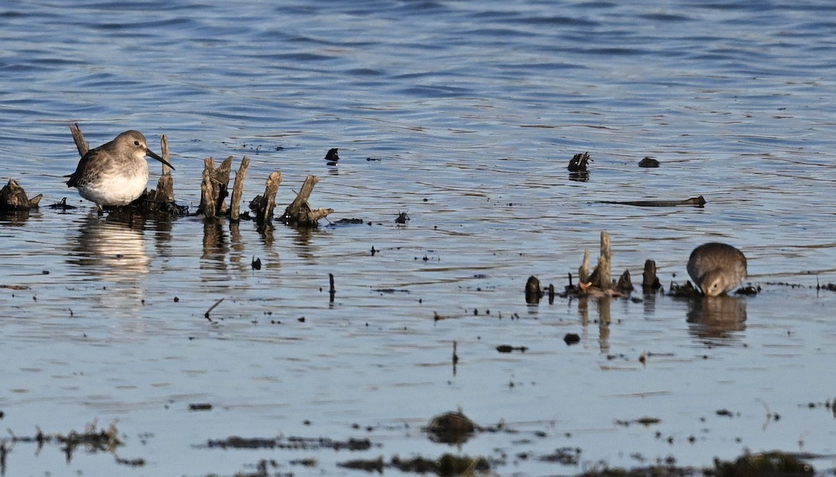 Dunlin - ML626084418