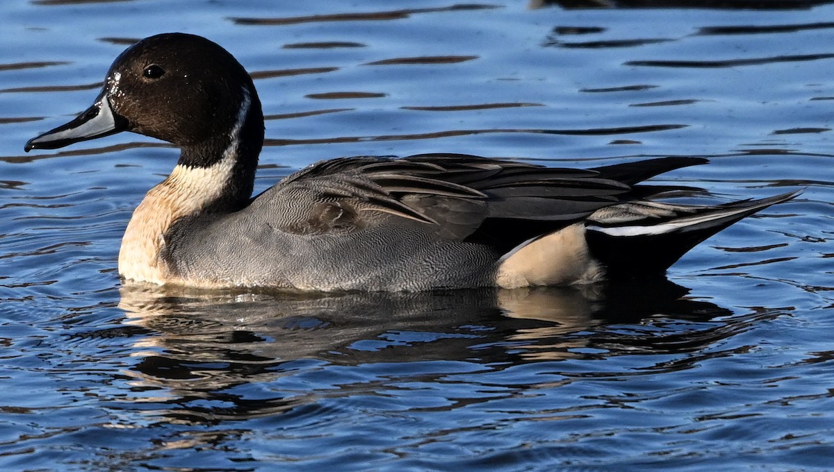 Northern Pintail - ML626084426