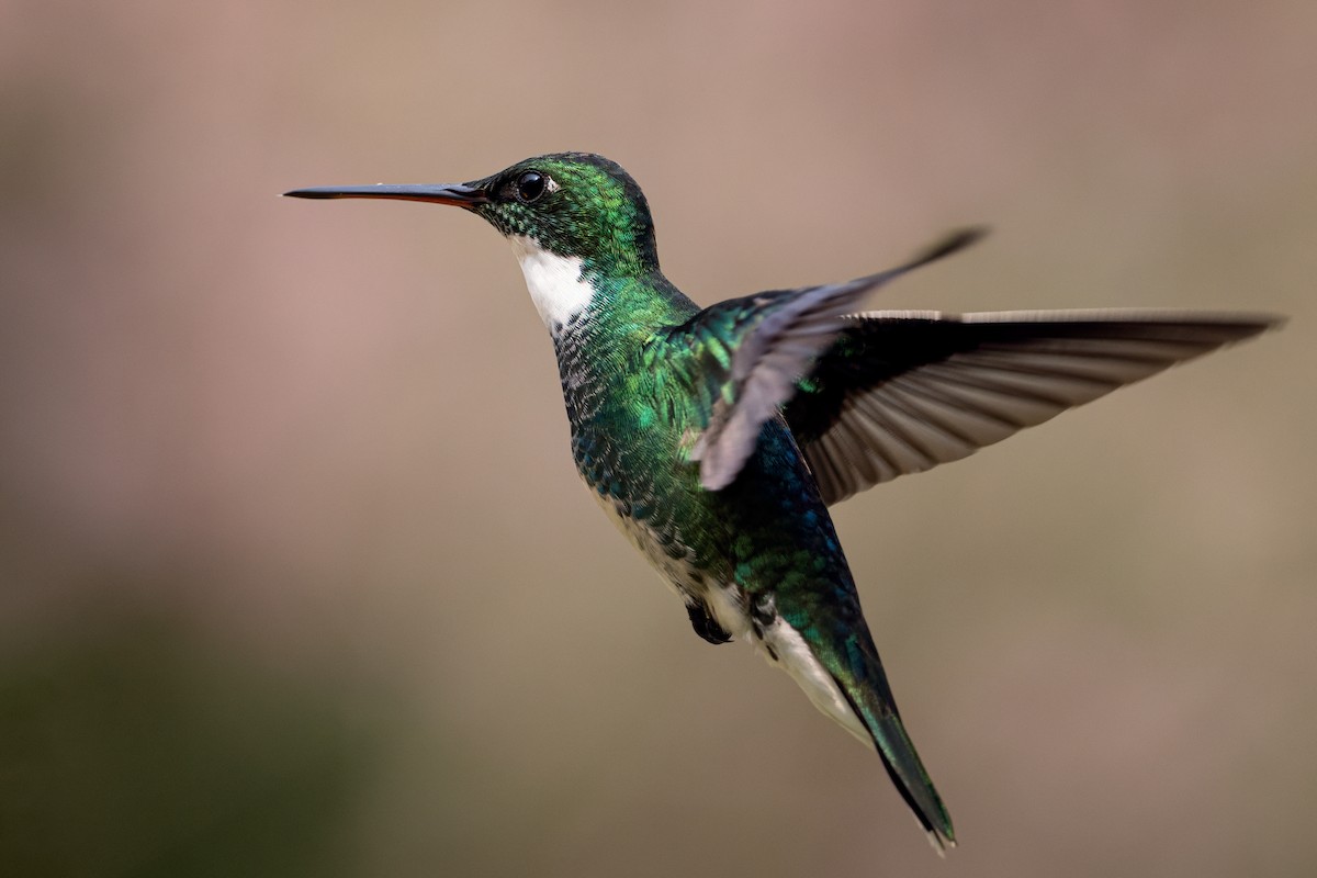 White-throated Hummingbird - ML626084571