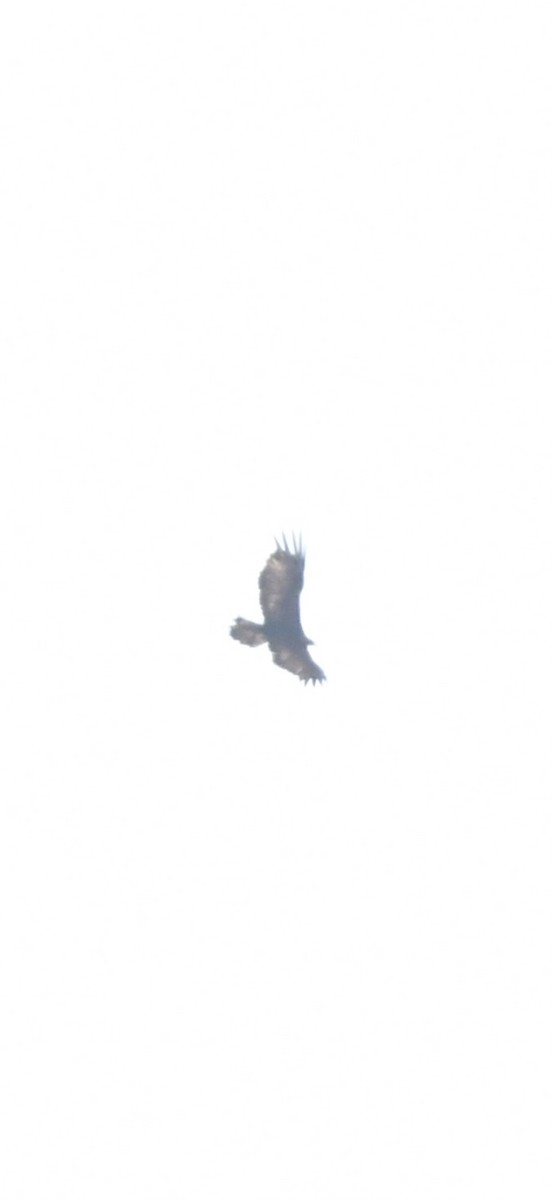 Golden Eagle - ML626084577