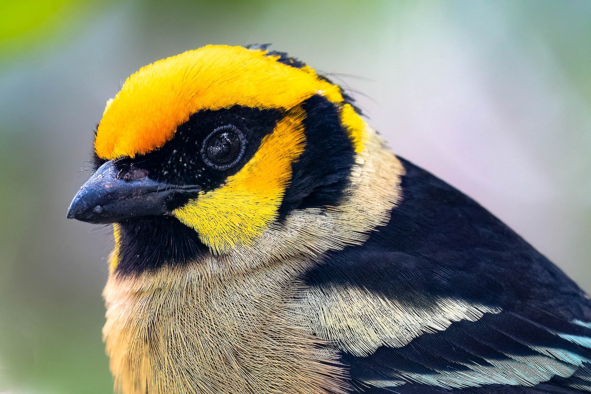 Flame-faced Tanager (Yellow-faced) - ML626085031