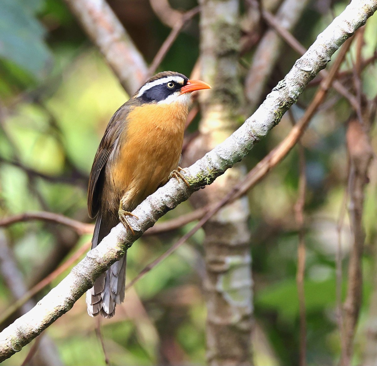 Brown-crowned Scimitar-Babbler - ML626085110