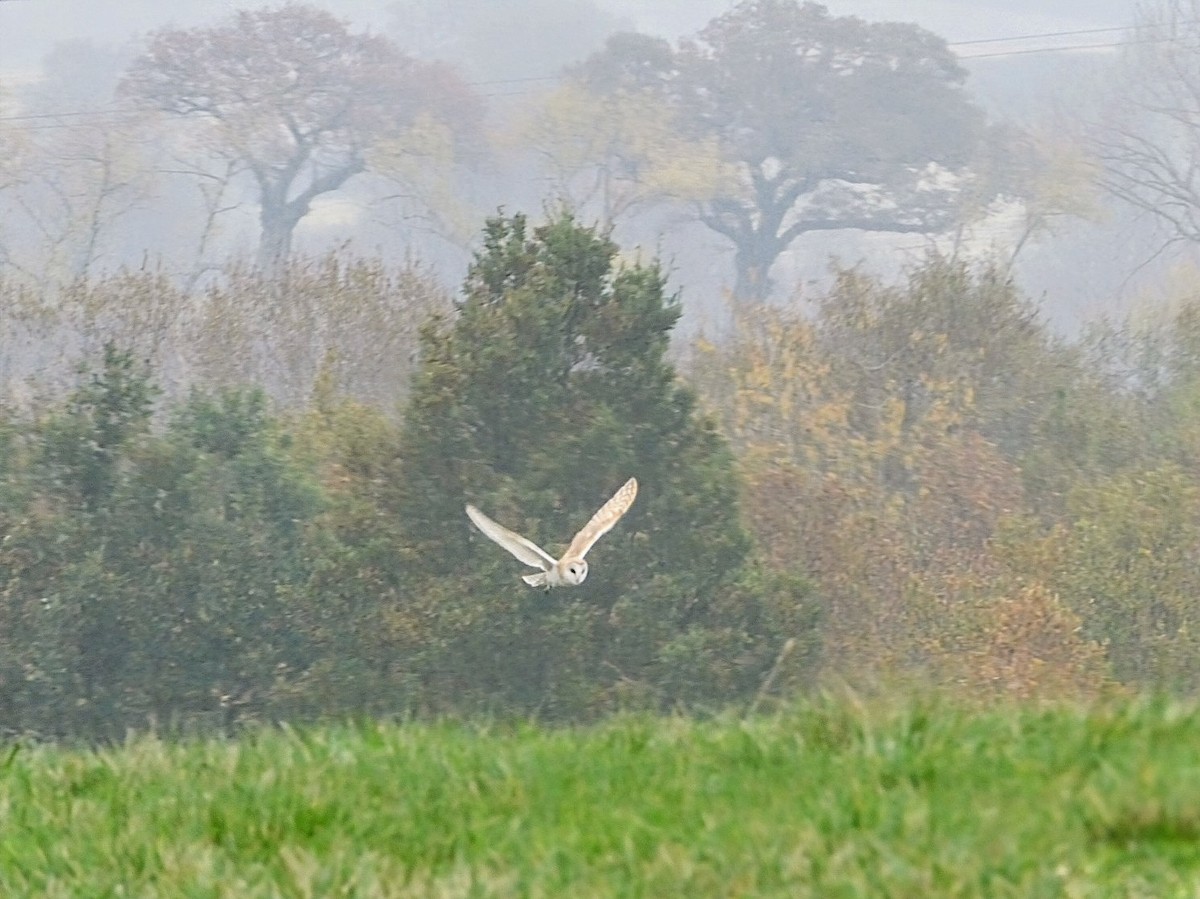 Western Barn Owl - ML626085171