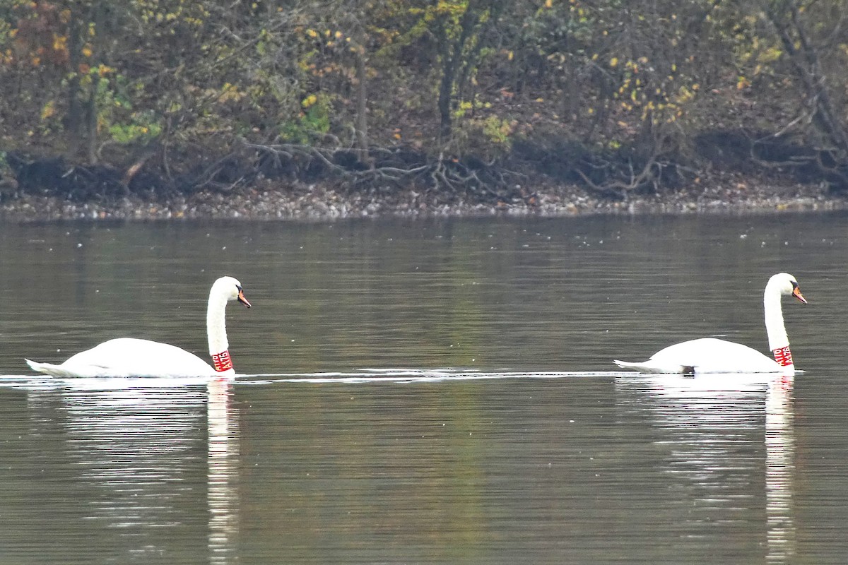 Mute Swan - ML626085220