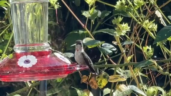 Ruby-throated Hummingbird - ML626085419