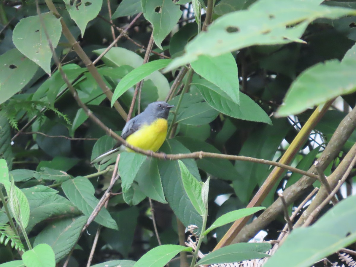 Slate-throated Redstart - ML626085571